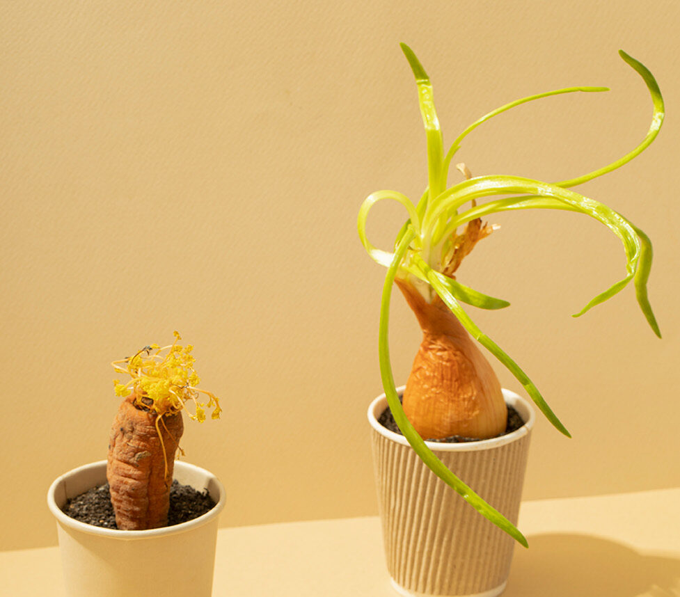 paper-cup-eco-freindly-high-angle-vegetables-foodabox